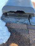 Raccoon Removal— Humane Wildlife Control - Rodent Control listing in Toronto