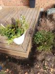 Skunk Removal — Humane & Effective Wildlife Removal Service - Rodent Control listing in Toronto