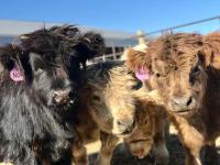where to buy mini cows? you can buy mini highland cows for sale - photo 3 / 3