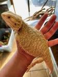 Young Bearded Dragons for Sale - Oshawa - Collectibles listing