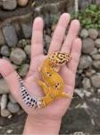 Albino Leopard Gecko for Sale - Edmonton - Garage Sale listing