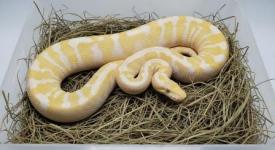 Albino Ball Python for Sale - General listing in Montreal