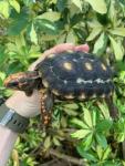 Cherry Head Red Foot (Chelonoidis carbonaria) Tortoise for sale - General listing in Charlottetown