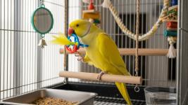 yellow ringneck parrot for sale - General listing in London