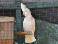 Buy Umbrella Cockatoo - Edmonton - Children's Goods listing