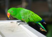 Vosmaers Eclectus parrot for Sale - Other Hobbies listing in Coquitlam
