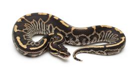Black Pastel Ball Python for Sale - Kelowna - Other Hobbies listing