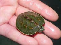 Chinese Golden Thread Turtles for sale (Ocadia sinensis) - General listing in Brandon