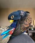 Bronze-Winged Pionus Parrot for sale - General listing in Richmond