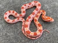 Albino Cornsnake for sale - General listing in London