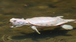 Albino Snapping Turtle for Sale - Sudbury - General listing