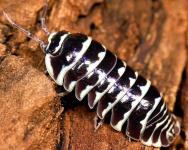 Armadillidium maculatum for Sale - General listing in Toronto