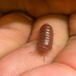 Armadillidium(Orange Vigor) for sale - Windsor - General listing