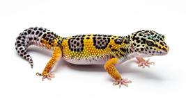 Assorted Leopard Gecko Morphs for Sale - General listing in Montreal