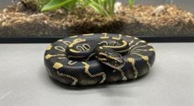 Black Pastel Ball Python for Sale - General listing in Calgary