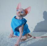 Beautiful Sphynx Kittens for Sale - Businesses for Sale listing in Hamilton