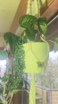 Indoor Tropical Plants Small Med & Large - photo 4 / 4