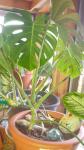 Indoor Tropical Plants Small Med & Large - photo 2 / 4