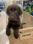 puppy available for adoption - Victoria - Farm & Garden listing