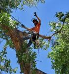 Tree Removal Newmarket – Fast, Safe & Affordable Service - Promotional Services listing in Toronto