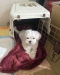 Precious Maltese Puppy – Ready for a Forever Home! - Toronto - Group & Individual Walks listing