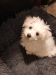 We have maltese puppies available for sale, contact us now. - Free listing in Abbotsford