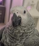 Adorable African Grey Parrot - Pets Sitting listing in Windsor