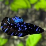 Avatar Betta Fish - General listing in Toronto