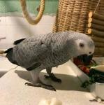 African Greys–Bright, Bold & Beautiful - General listing in Charlottetown