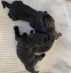 litter of Cane Corso puppies - Halifax - General listing