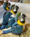 🦜 Exotic Live Parrots – Healthy, Tame & Well Cared For. - Calgary - Emergency Care listing