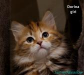 Adorable Siberian kitten - photo 6 / 6