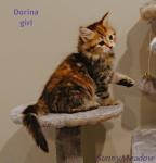 Adorable Siberian kitten - photo 5 / 6