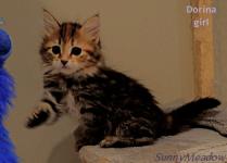 Adorable Siberian kitten - Toronto - Other Hobbies listing