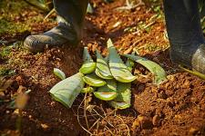 Forever Aloe Vera Gelly – All the Benefits of Aloe Vera - photo 5 / 6