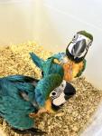 Blue and Gold Macaw 6 months old - Toronto - Pets Sitting listing