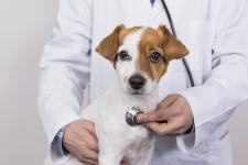 Trusted Wellness Exams for Pets in Richmond BC - Routine Checkups listing in Richmond