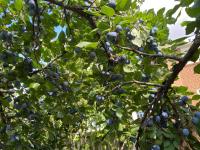 Plum Tree - photo 2 / 4