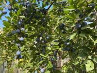 Plum Tree - Farm & Garden listing in Toronto