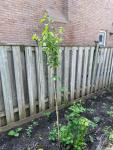 Plum Tree - photo 4 / 4