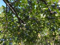Plum Tree - photo 3 / 4