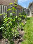 Pear Tree - photo 2 / 2