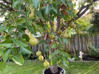 Pear Tree - Farm & Garden listing in Toronto