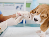 Emergency Vet Clinic Vancouver for Urgent Pet Care - Emergency Care listing in Vancouver