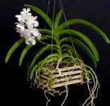 Vanda Basket– Elegant Hanging Orchid for Home & Garden Decor - Farm & Garden listing in Edmonton
