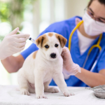 Pet Vaccinations Richmond for Year-Round Protection - Vaccinations listing in Richmond