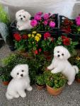 Adorable Purebred Maltese Puppies – Ready for Loving Homes! 🏡 - Baby & Kids Clothes listing in Toronto