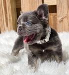 Gorgeous Bulldogs - General listing in Toronto