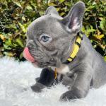 Gorgeous Bulldogs - photo 3 / 6