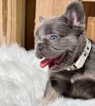 Gorgeous Bulldogs - photo 2 / 6